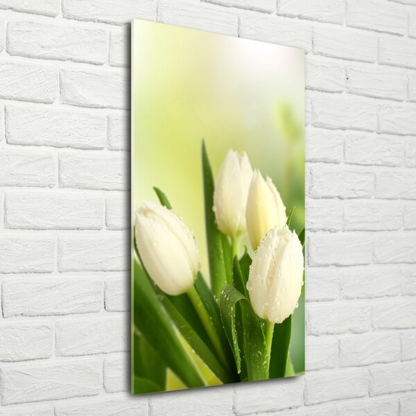 Vertikální Foto obraz fotografie na skle Bílé tulipány osv-34973360