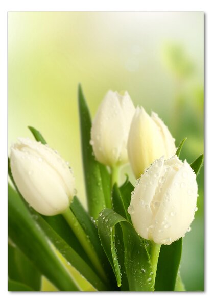Vertikální Foto obraz fotografie na skle Bílé tulipány osv-34973360