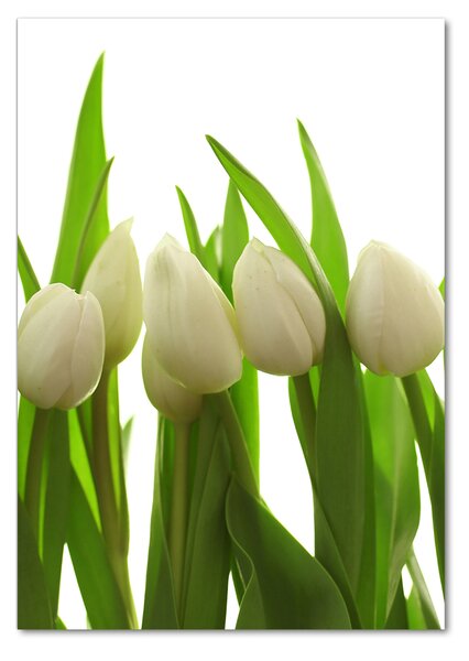 Vertikální Foto obraz fotografie na skle Bílé tulipány osv-40774671
