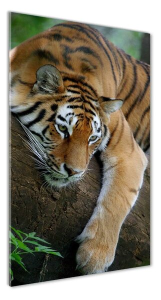 Vertikální Fotoobraz na skle Tygr na stromě osv-4289086