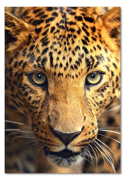 Vertikální Foto-obraz fotografie na skle Leopard osv-42852431