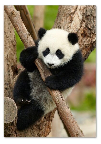 Vertikální Foto obraz skleněný svislý Panda na stromě osv-43324424