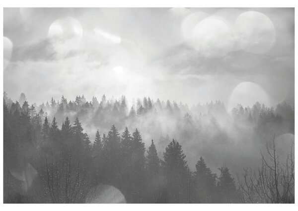 Fototapeta černobílá mlha nad lesem
