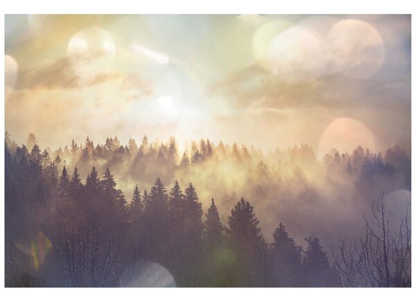 Fototapeta mlha nad lesem