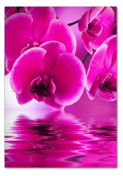 Vertikální Fotoobraz na skle Růžová orchidej osv-58002130