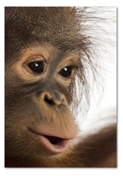 Vertikální Fotoobraz na skle Mladý orangutan osv-61570229