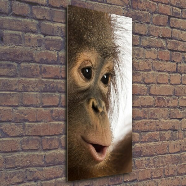 Vertikální Fotoobraz na skle Mladý orangutan osv-61570229