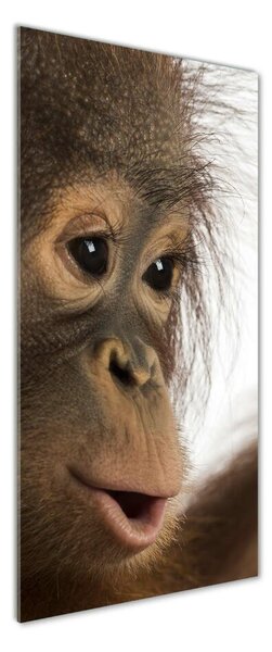 Vertikální Fotoobraz na skle Mladý orangutan osv-61570229