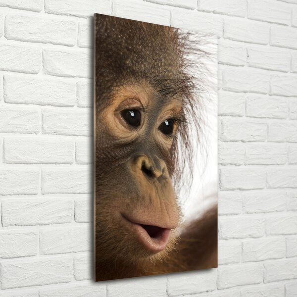 Vertikální Fotoobraz na skle Mladý orangutan osv-61570229