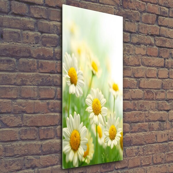 Vertikální Foto obraz sklo tvrzené Sedmikrásky osv-61700448
