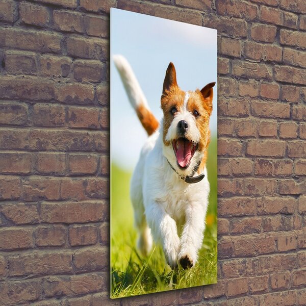 Vertikální Fotoobraz na skle Pes Jack Russell osv-65993423