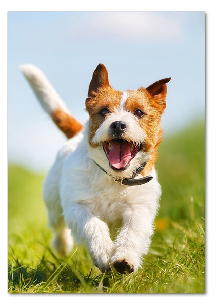 Vertikální Fotoobraz na skle Pes Jack Russell osv-65993423