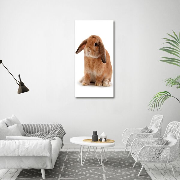 Vertikální Moderní fotoobraz canvas na rámu Králík ocv-65984756