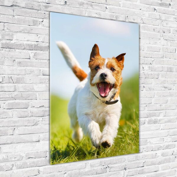 Vertikální Fotoobraz na skle Pes Jack Russell osv-65993423