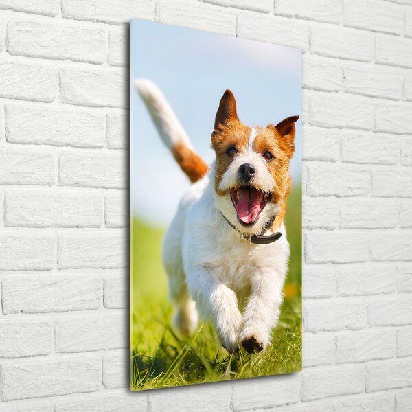 Vertikální Fotoobraz na skle Pes Jack Russell osv-65993423