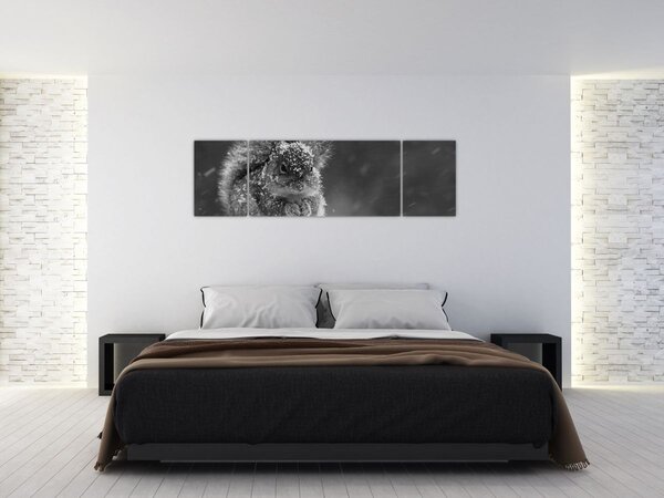 Obraz - Veverka v zimě (170x50 cm)