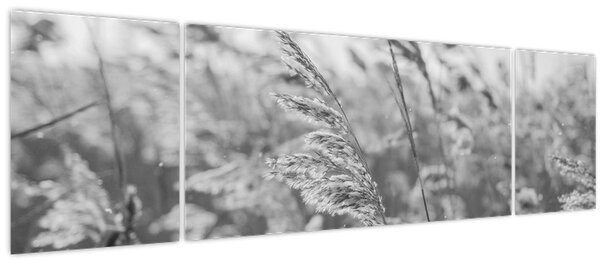 Obraz - Tráva ve větru (170x50 cm)