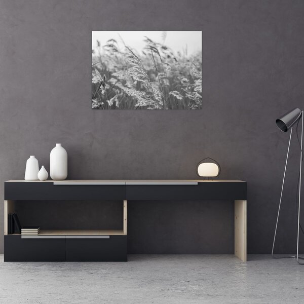 Obraz - Tráva ve větru (70x50 cm)