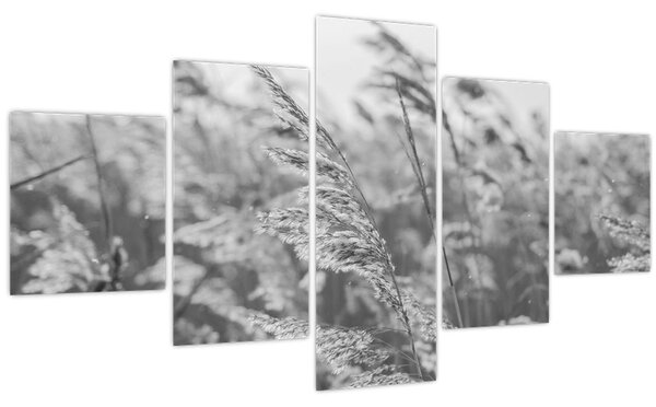 Obraz - Tráva ve větru (125x70 cm)