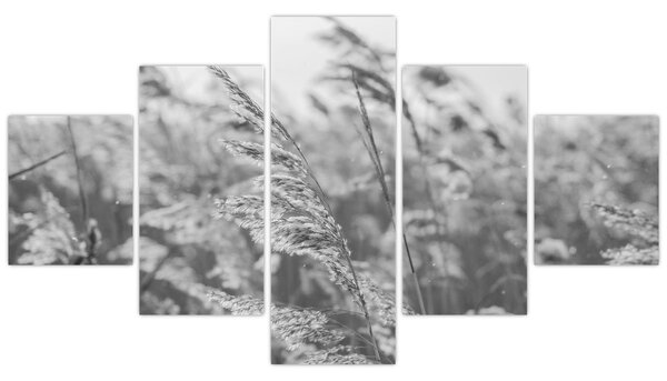 Obraz - Tráva ve větru (125x70 cm)
