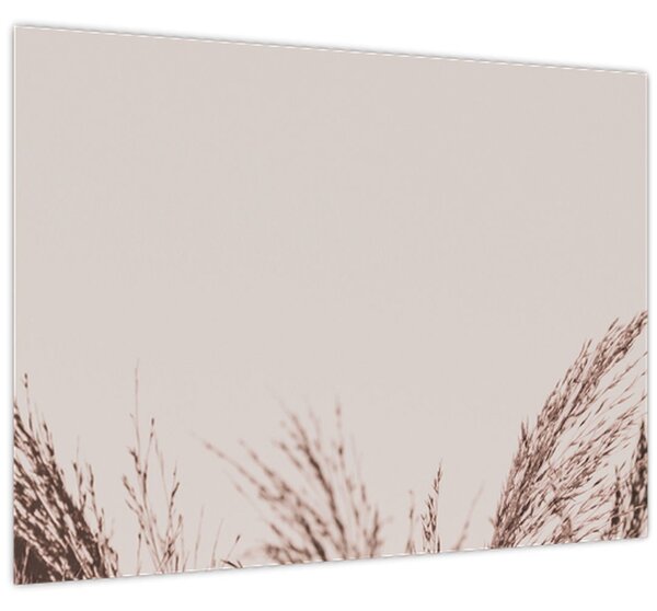 Obraz - Sušená tráva (70x50 cm)