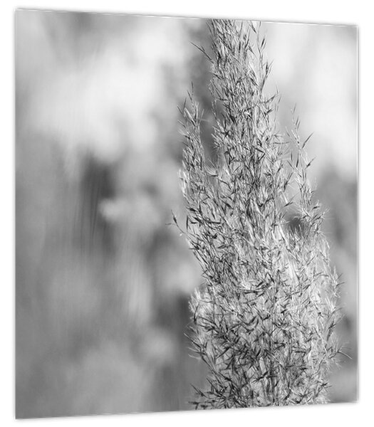 Obraz - Boho pampas grass (30x30 cm)