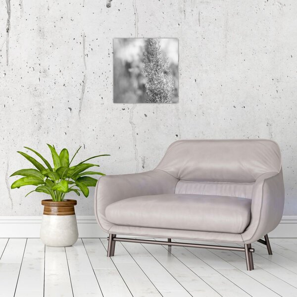 Obraz - Boho pampas grass (30x30 cm)