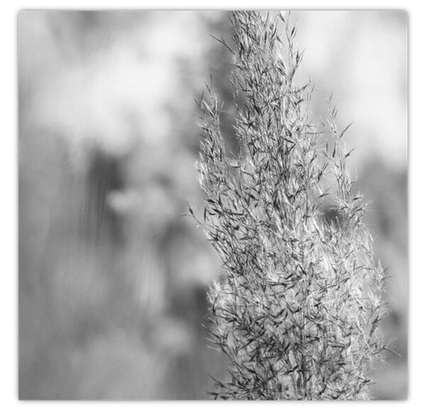 Obraz - Boho pampas grass (30x30 cm)