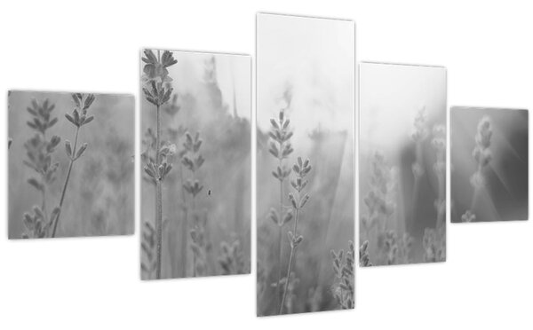 Obraz - Levandule (125x70 cm)