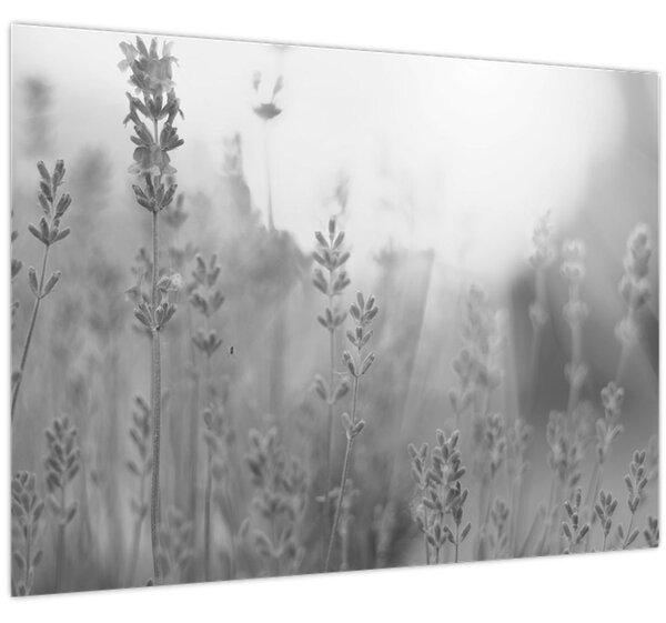 Obraz - Levandule (70x50 cm)