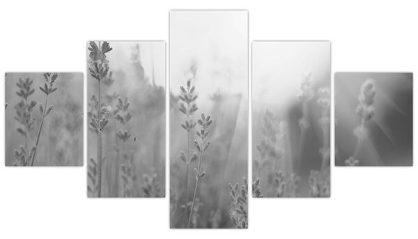 Obraz - Levandule (125x70 cm)