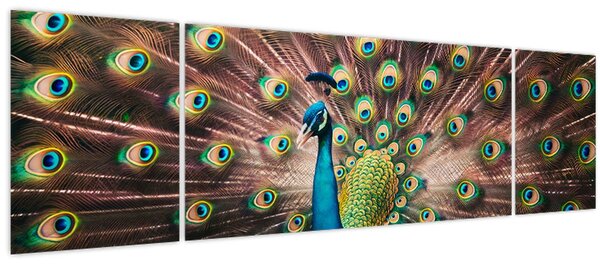 Obraz - Páv (170x50 cm)
