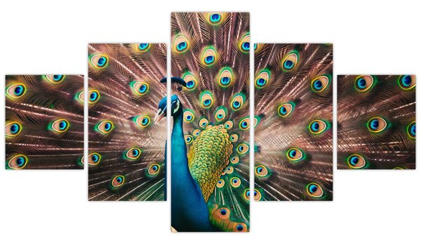 Obraz - Páv (125x70 cm)