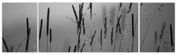 Obraz - Stébla trávy (170x50 cm)