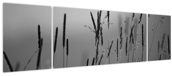 Obraz - Stébla trávy (170x50 cm)