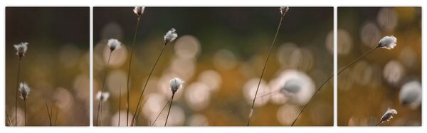 Obraz - Louka s cottongrass N⁰2 (170x50 cm)