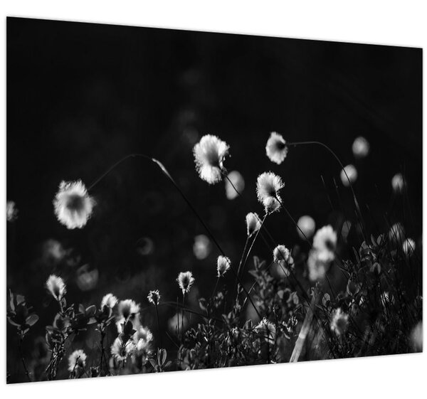 Obraz - Louka s cottongrass N⁰1 (70x50 cm)