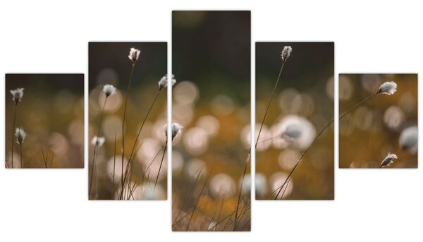 Obraz - Louka s cottongrass N⁰2 (125x70 cm)