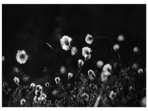 Obraz - Louka s cottongrass N⁰1 (70x50 cm)