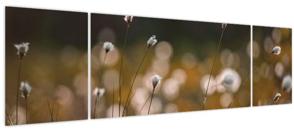 Obraz - Louka s cottongrass N⁰2 (170x50 cm)