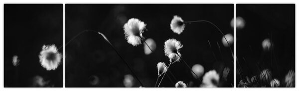 Obraz - Louka s cottongrass N⁰1 (170x50 cm)