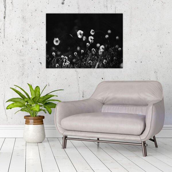 Obraz - Louka s cottongrass N⁰1 (70x50 cm)