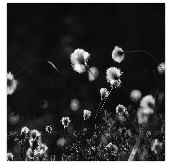 Obraz - Louka s cottongrass N⁰1 (30x30 cm)