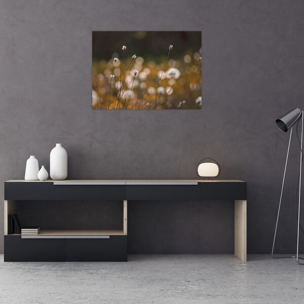 Obraz - Louka s cottongrass N⁰2 (70x50 cm)