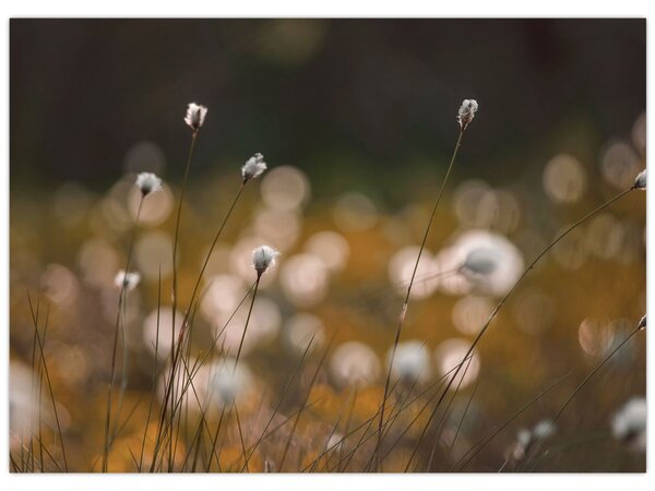 Obraz - Louka s cottongrass N⁰2 (70x50 cm)