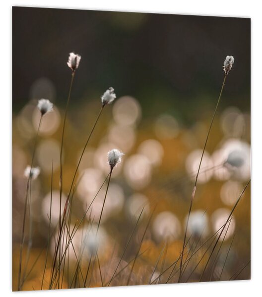 Obraz - Louka s cottongrass N⁰2 (30x30 cm)