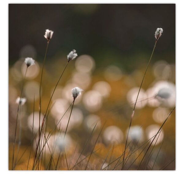 Obraz - Louka s cottongrass N⁰2 (30x30 cm)
