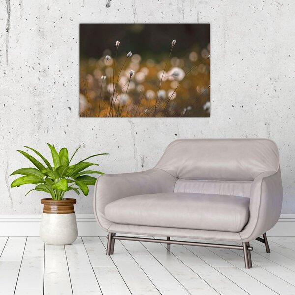 Obraz - Louka s cottongrass N⁰2 (70x50 cm)