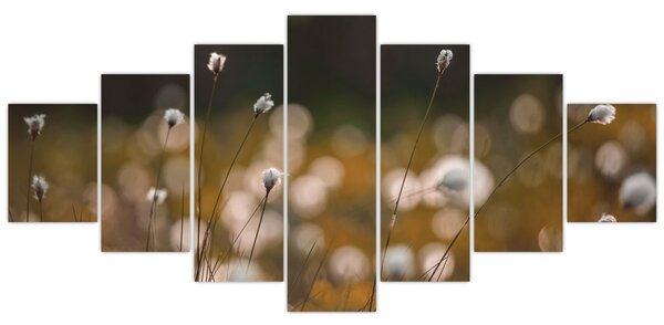 Obraz - Louka s cottongrass N⁰2 (210x100 cm)