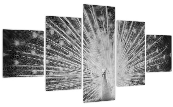 Obraz - Bílý páv (125x70 cm)
